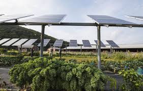 Comment faire son jardinage à l’électricité solaire